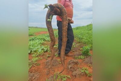 Imagem da notícia Cascavel gigante é encontrada em Chapadão do Sul e chama atenção